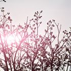 Stechpalme Stechpalme